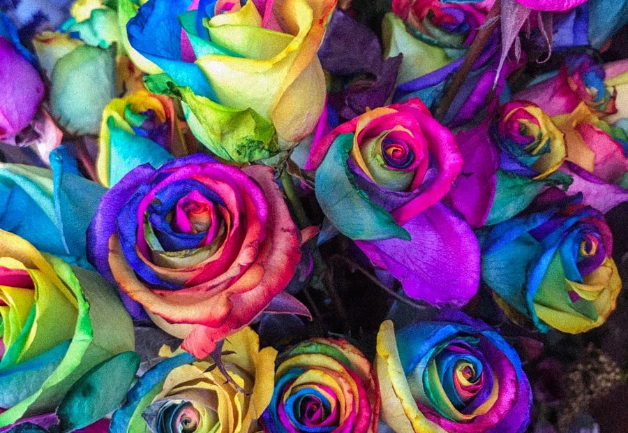 closeup of multicolored petaled roses